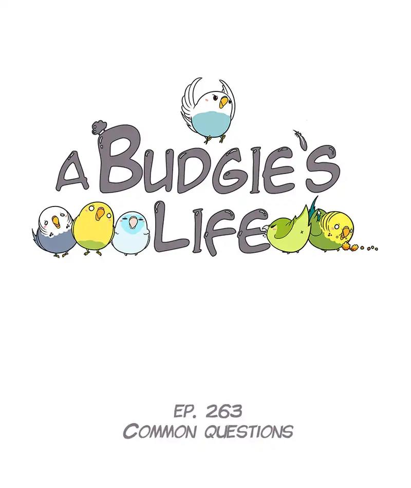 A Budgie's Life Chapter 264: Ep.263: