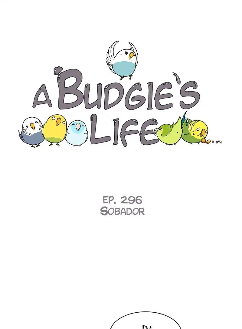 A Budgie's Life Chapter 297: Ep.296: