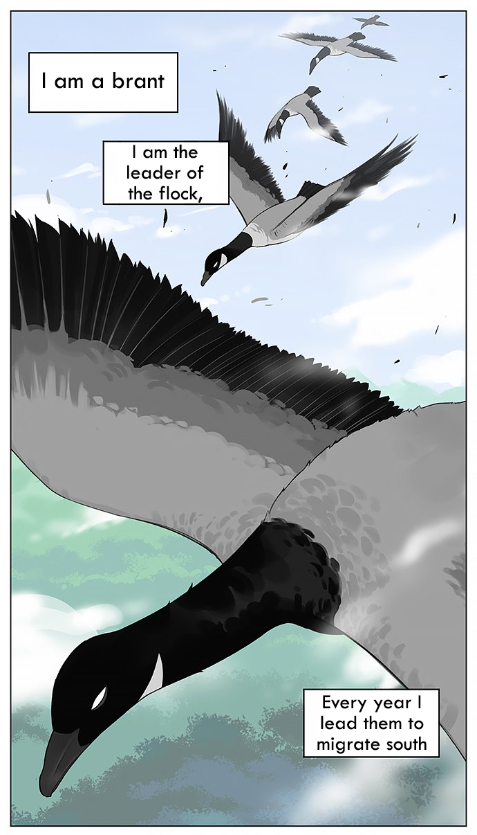 Southern Bird and Northern Bird Ch. 16 The Brant
